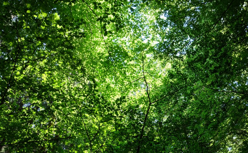 Wald, Papier und Nachhaltigkeit