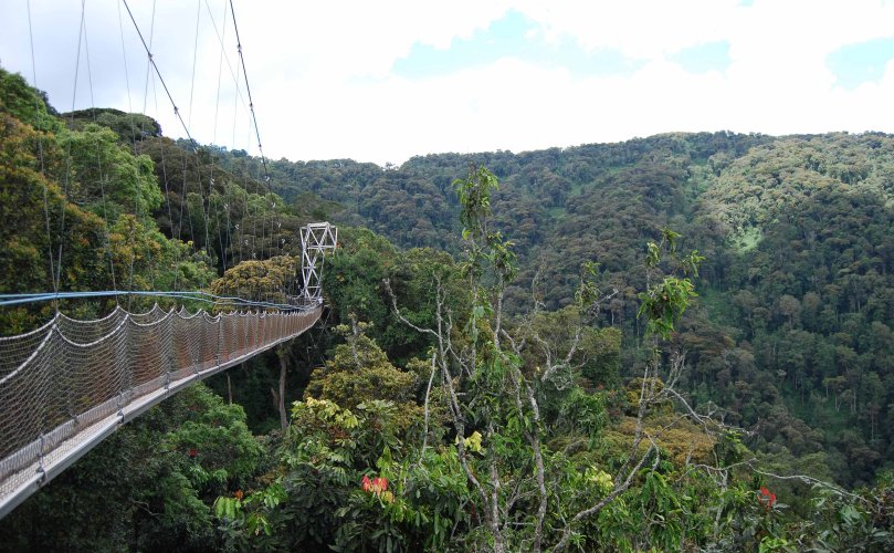 Foto vom Regenwald in Ruanda, der durch ein Kompensationsprojekt von Lyreco finanziell unterstützt wird