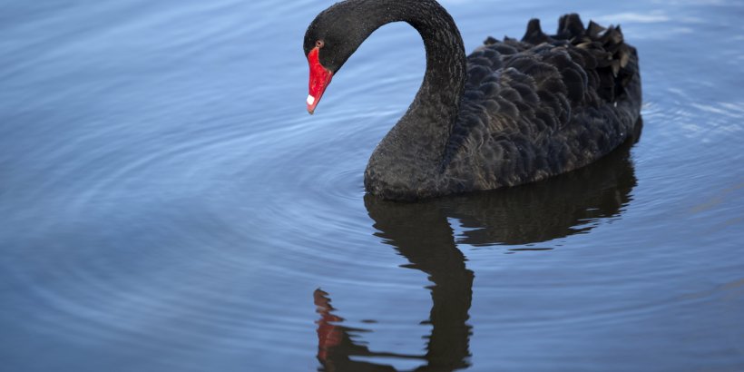 Black Swan auf offener See