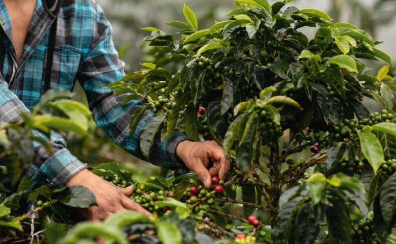 Kaffeebauer in Peru bei der Ernte, nachhaltiger Kaffeegenuss, Nespresso 