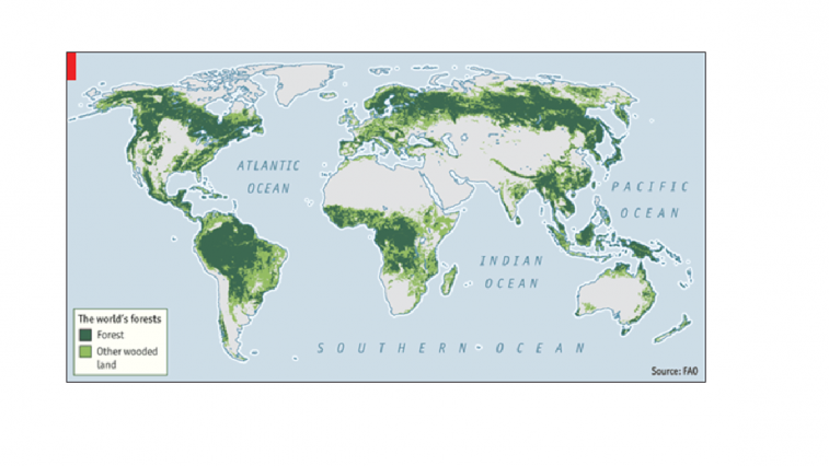 World forest situation